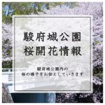 🌸駿府城公園 桜開花情報🌸